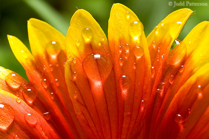 Dewy Indian Blanket Flower, Oakdale Park, Kansas, United States