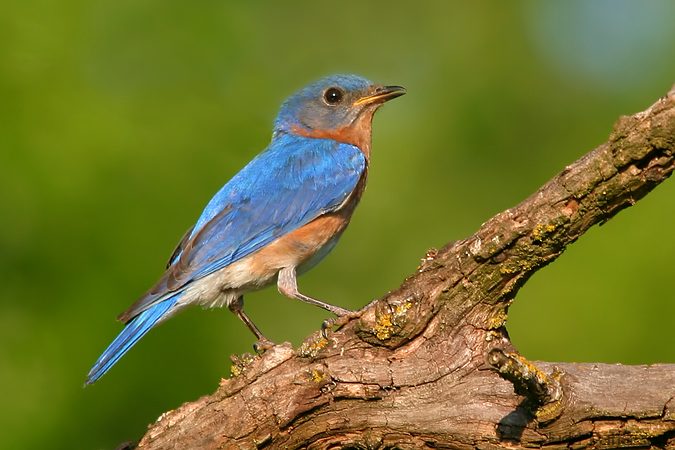 Eastern Bluebird, Konza Prairie, Kansas, United States