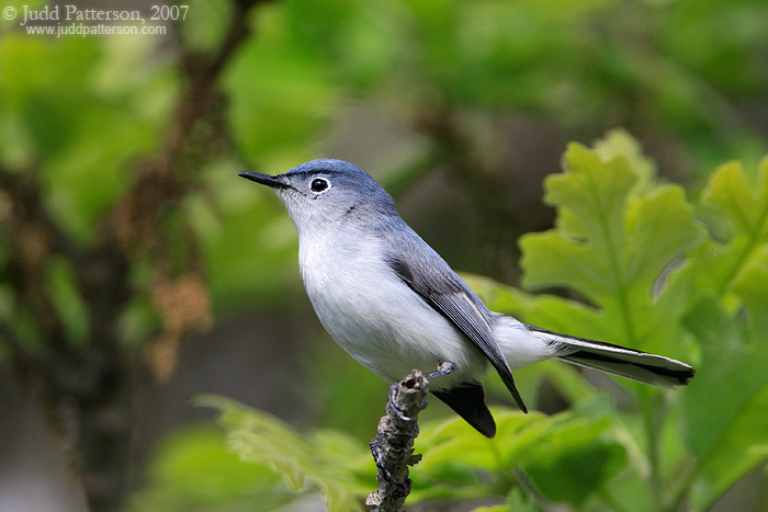 Blue-gray Gnatcatcher, Konza Prairie, Kansas, United States