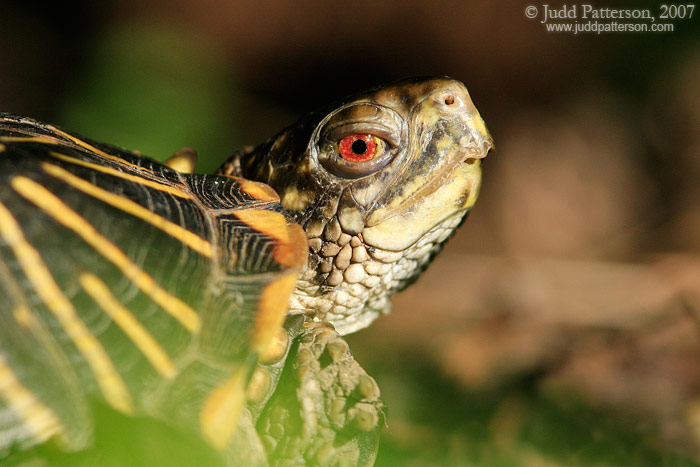 Box Turtle, Lakewood Park, Salina, Kansas, United States