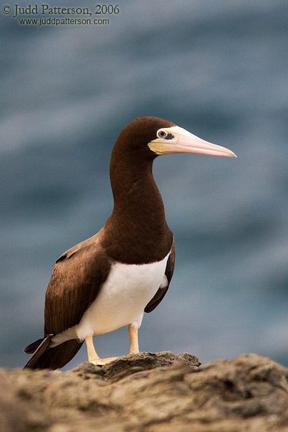 Brown Booby, Point Udall, St. Croix, U.S. Virgin Islands, United States