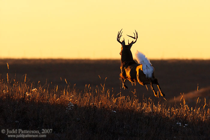 Leaping into the Light, Konza Prairie, Kansas, United States