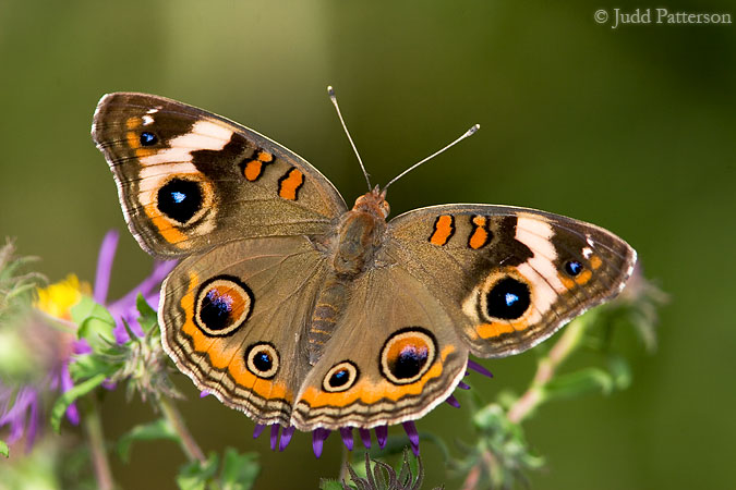 Common Buckeye, Dillon Nature Center, Hutchinson, Kansas, United States