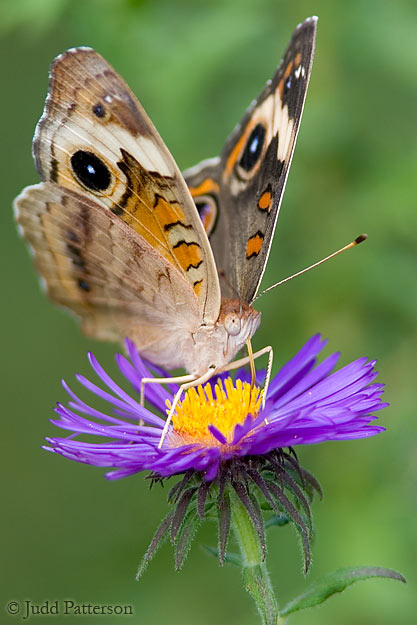 Common Buckeye, Dillon Nature Center, Hutchinson, Kansas, United States