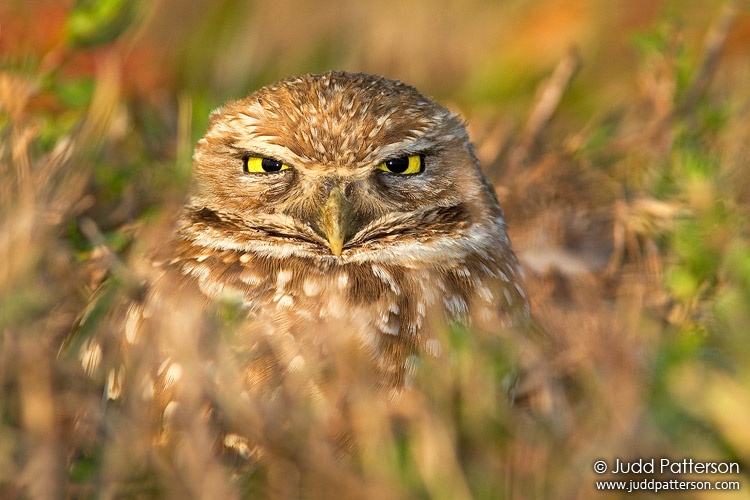 The Stare, Cape Coral, Florida, United States