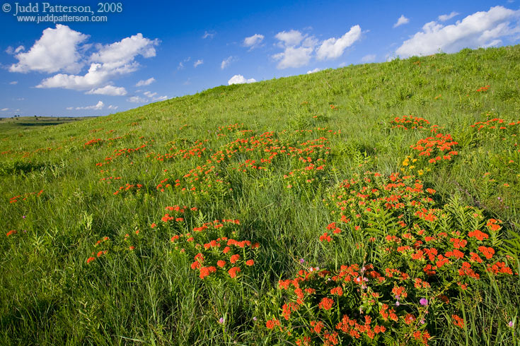 Butterfly Blanket, Konza Prairie, Kansas, United States