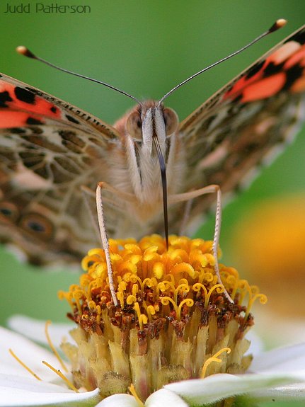 Painted Lady, Dillon Nature Center, Kansas, United States