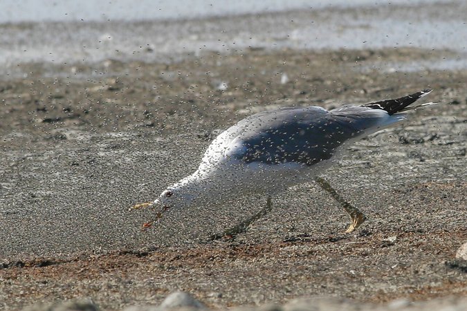 California Gull chasing/eating brine flies, Antelope Island State Park, Utah, United States