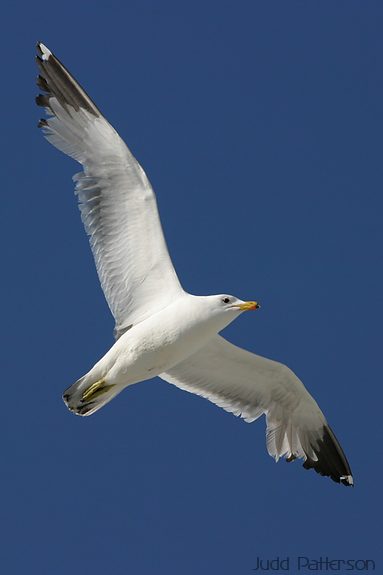 California Gull, Farmington Bay WMA, Utah, United States