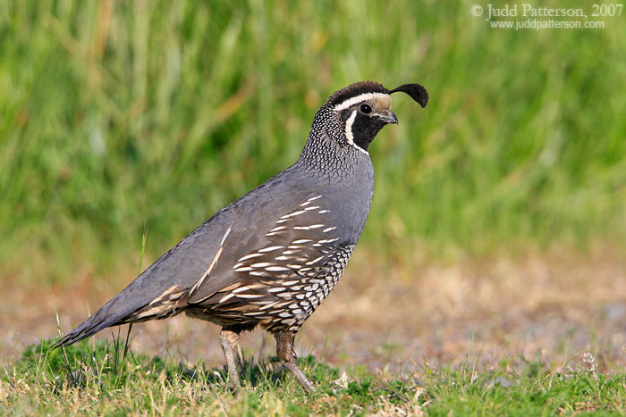 California Quail, William L. Finley National Wildlife Refuge, Oregon, United States