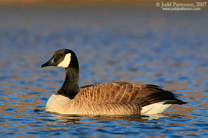 Canada Goose, Tuttle Creek Reservoir, Kansas, United States