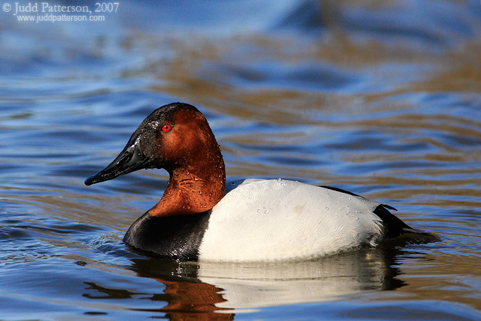 Canvasback, Kellogg Biological Station Bird Sanctuary, Michigan, United States