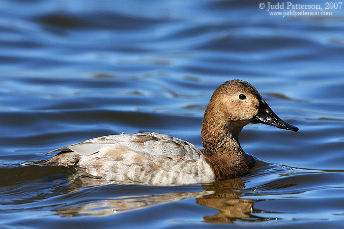 Canvasback, Kellogg Biological Station Bird Sanctuary, Michigan, United States