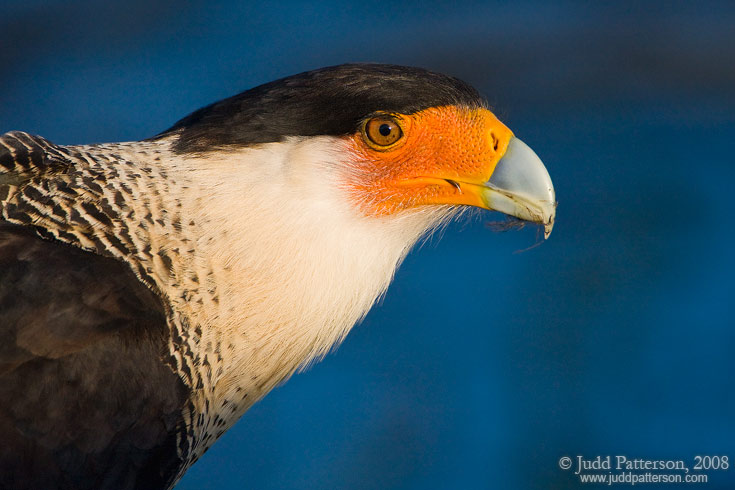 Crested Caracara, Viera Wetlands, Florida, United States