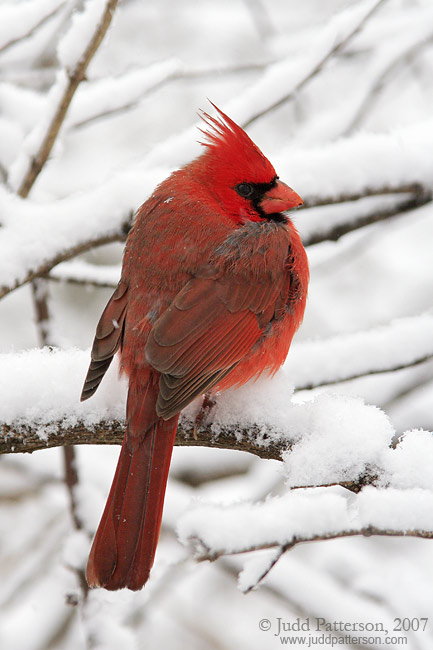 Snowy Perch, Manhattan, Kansas, United States