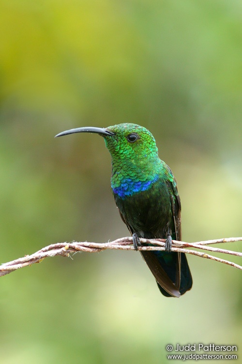 Green-throated Carib, Buck Island Reef National Monument, U.S. Virgin Islands, United States