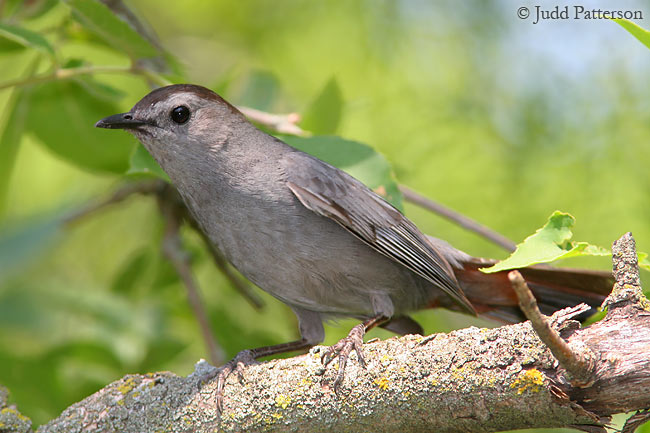 Gray Catbird, DeSoto National Wildlife Refuge, Nebraska, United States