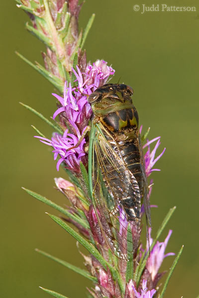 Cicada, The Land Institute, Kansas, United States