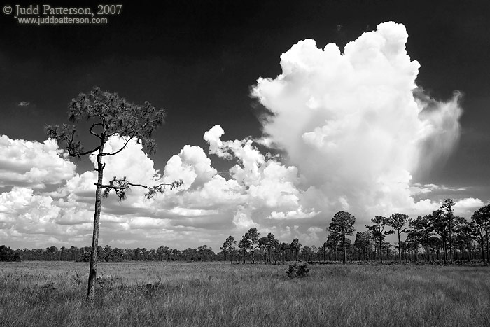 Tower in the Sky, Fred C. Babcock/Cecil M. Webb Wildlife Management Area, Florida, United States