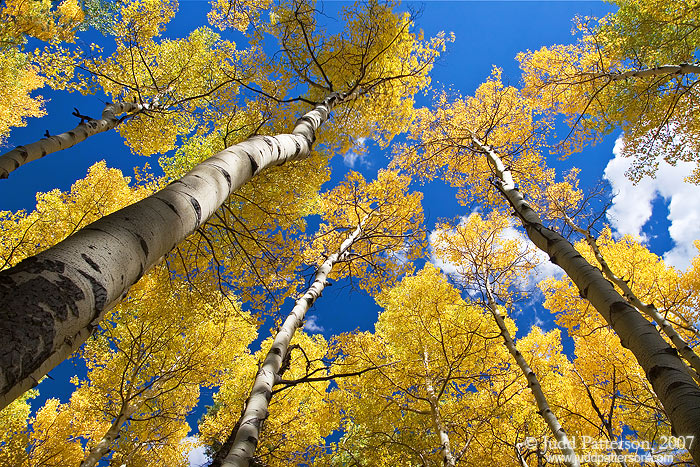 Up Through the Aspens, Rocky Mountain National Park, Colorado, United States