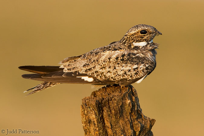 Common Nighthawk, Saline County, Kansas, United States