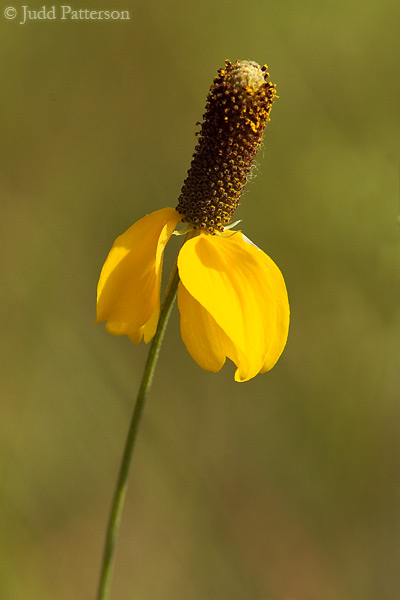 Prairie Coneflower, DeSoto National Wildlife Refuge, Nebraska, United States