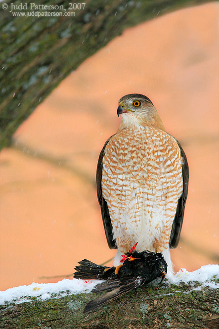 Predator and Prey, Manhattan, Kansas, United States