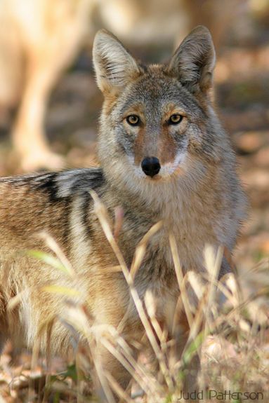 Coyote, Smoky Hill Audubon Society Lake, Kansas, United States