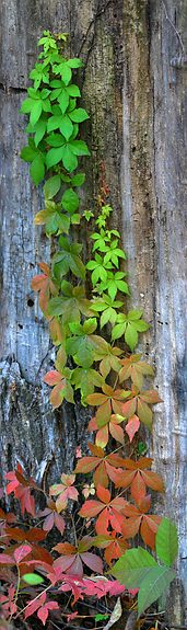 Virginia Creeper, Konza Prairie, Kansas, United States