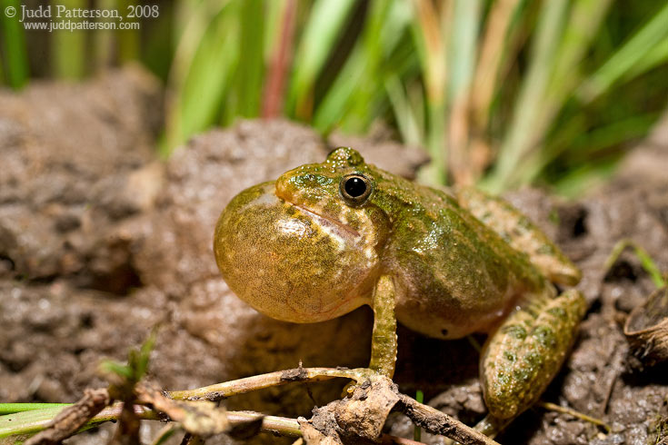 Blanchard's Cricket Frog, Pillsbury Crossing, Kansas, United States