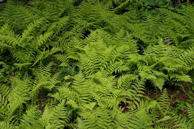 Forest Ferns, Custer State Park, South Dakota, United States