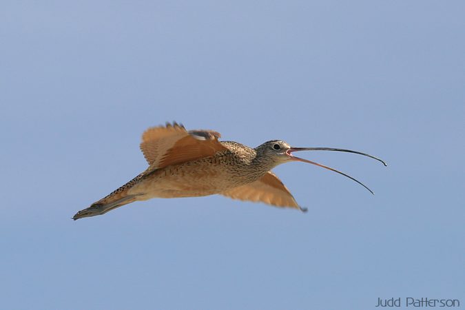 Long-billed Curlew, Bear River Migratory Bird Refuge, Utah, United States