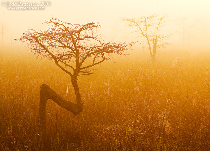 Cypress Dawn, Everglades National Park, Florida, United States