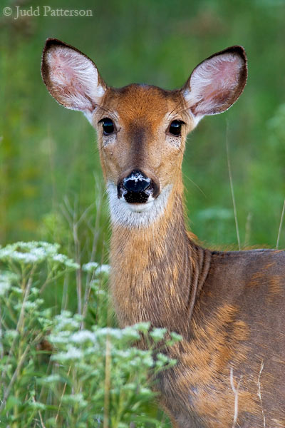 White-tailed Deer, Konza Prairie, Kansas, United States