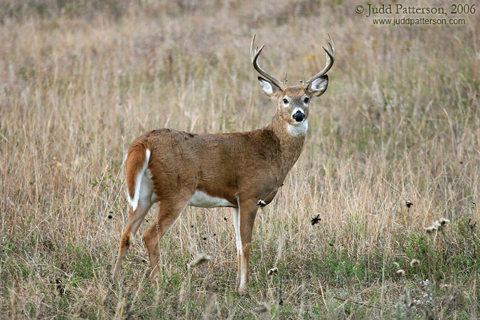 Preparing for the Rut, Konza Prairie, Kansas, United States