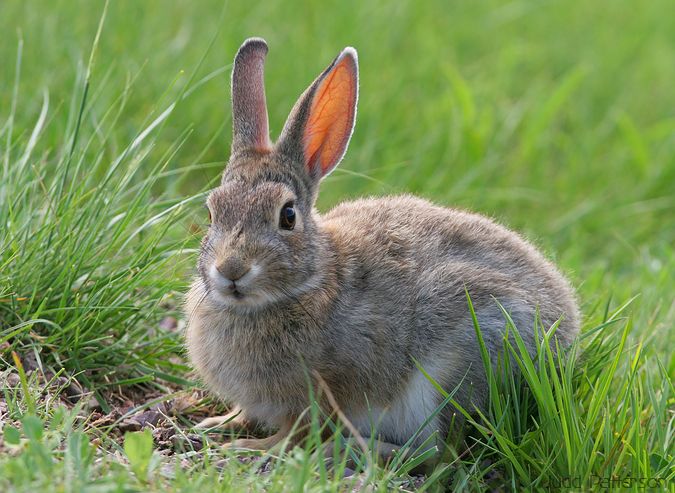 Desert Cottontail, Wind Cave National Park, South Dakota, United States