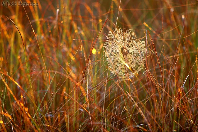 Dewy Dawn, Everglades National Park, Florida, United States