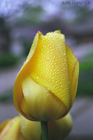 Dew on Tulip, Saline County, Kansas, United States