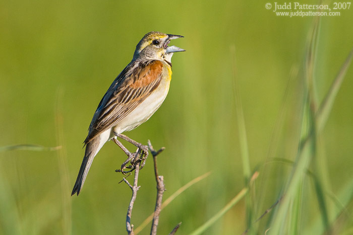 Dickcissel, Konza Prairie, Kansas, United States