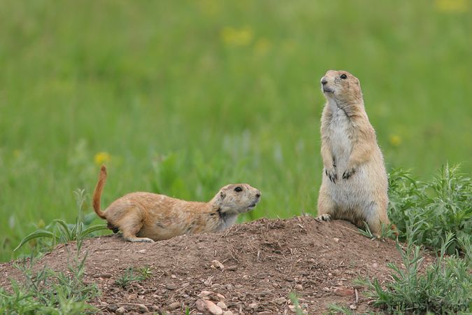 Black-tailed Prairie Dogs, Wind Cave National Park, South Dakota, United States