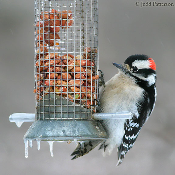Downy Woodpecker, Lakewood Park, Salina, Kansas, United States