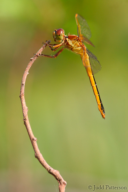 , Everglades National Park, Florida, United States