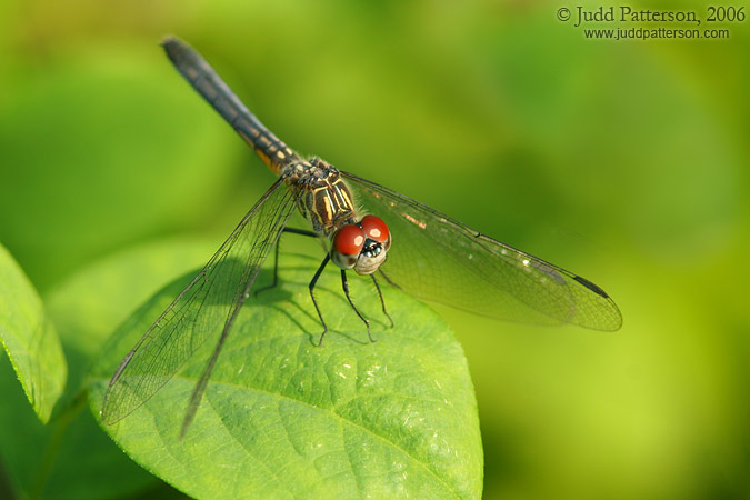 Dragonfly, Bill Sadowski Park, Miami, Florida, United States