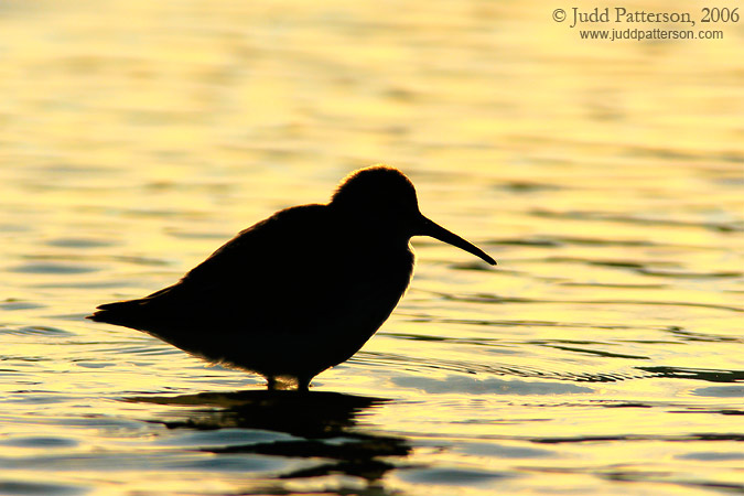 Dunlin, Fort De Soto Park, Florida, United States