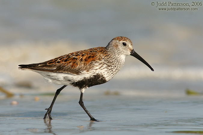 Dunlin, Fort De Soto Park, Florida, United States