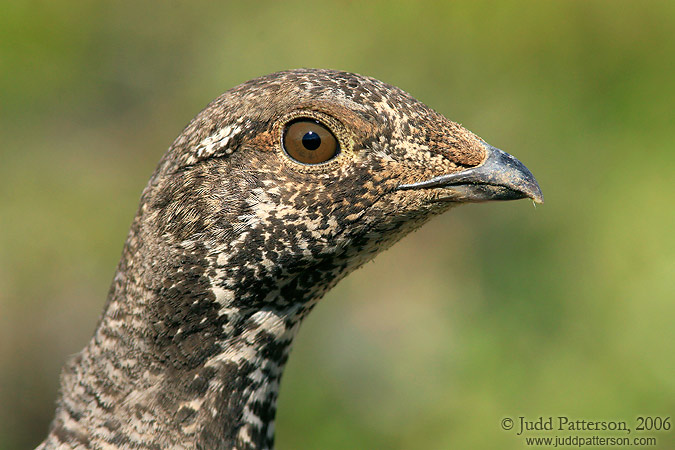 Dusky Grouse, Jasper National Park, Alberta, Canada