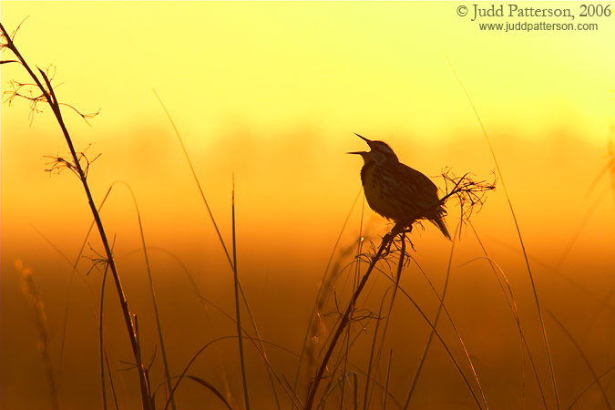 Start of a New Day, Everglades National Park, Florida, United States