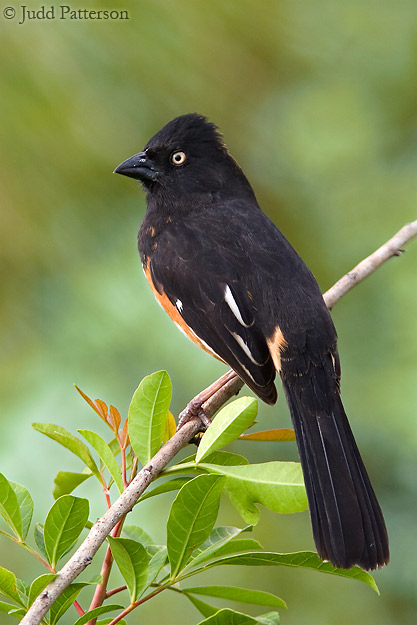 Eastern Towhee, Everglades National Park, Florida, United States