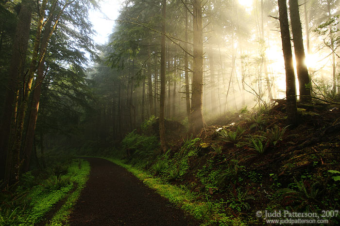 Ancient Forest, Ecola State Park, Oregon, United States