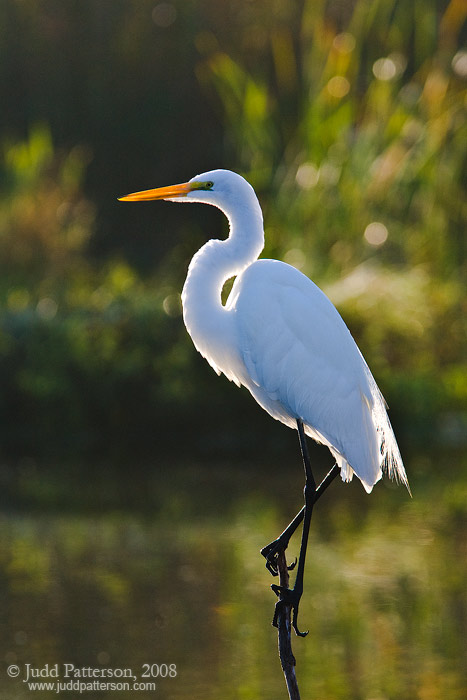 Great Egret, Everglades National Park, Florida, United States